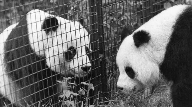 Chia Chia (left) at London Zoo with mate Ching Ching