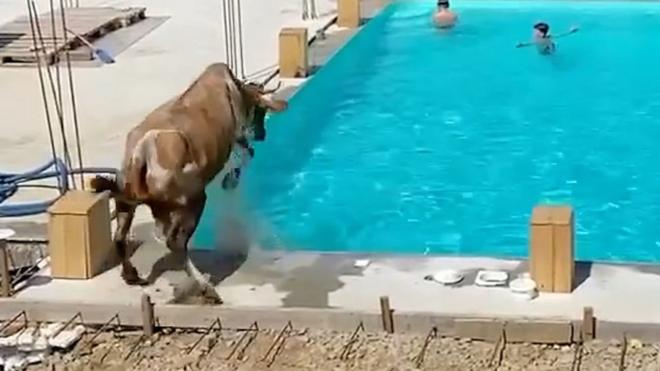 Корова прыгнула в бассейн в Карпатах