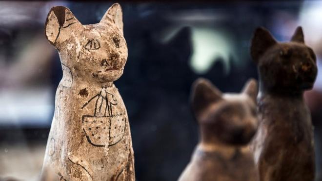 Выставка мумифицированных животных близ Каира, ноябрь 2019