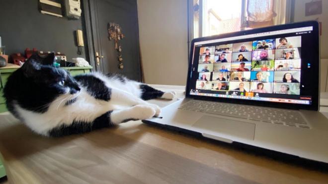 Кот лежит перед ноутбуком