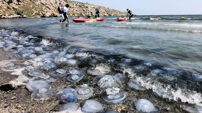 Нашествие медуз в Азовском море