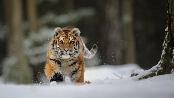 Амурский тигр в снегу