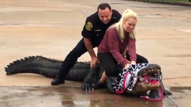 Christy Kroboth and a police officer try to catch an alligator in a car park