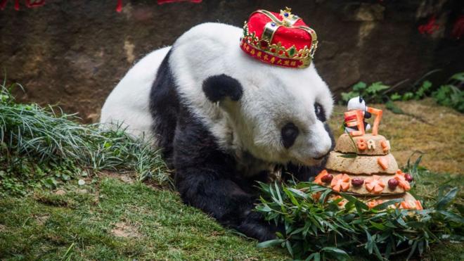 Basi sniffs a birthday cake prepared by her keepers at Fuzhou Panda World