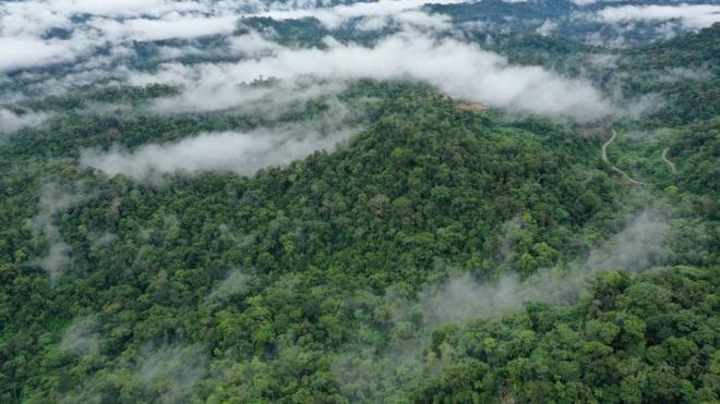 Tropical rainforest, Ecuador