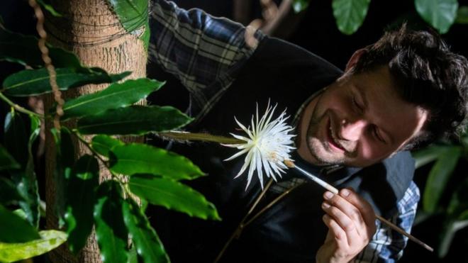 Работник потанического сада опыляет цветок "Лунного кактуса"