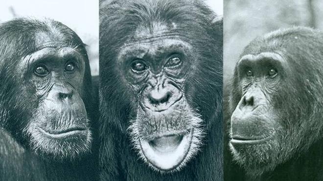 Tres chimpancés del Parque Nacional de Gombe.