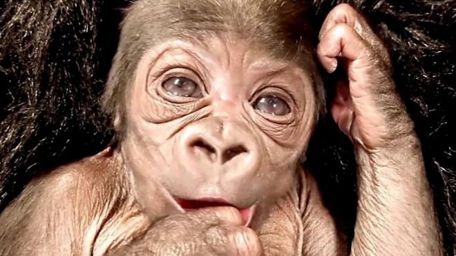 Новорожденный самец гориллы