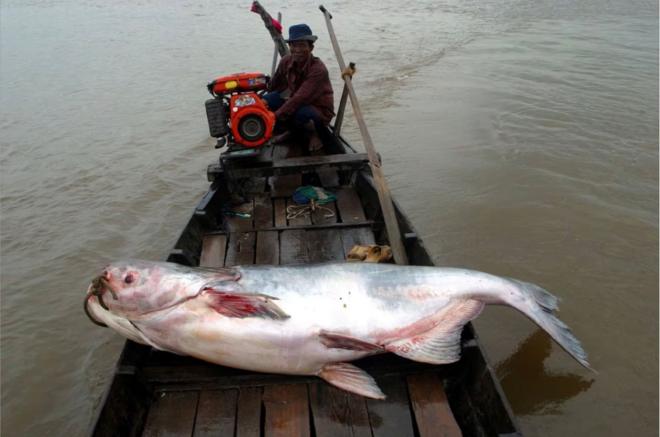 Một con cá da trơn Mekong khổng lồ được nhìn thấy trên một chiếc thuyền trên sông Tonle Sap, Campuchia, ngày 21/10/2002