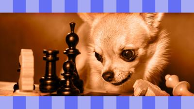 CBBC - Do you know these weird chess facts?