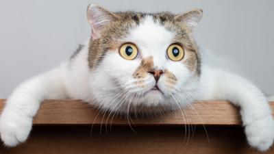 The Pets Factor - MEOWvelous Cat True or False Quiz