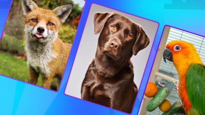 The Pets Factor - Quiz: The Pets Factor: Odd One Out