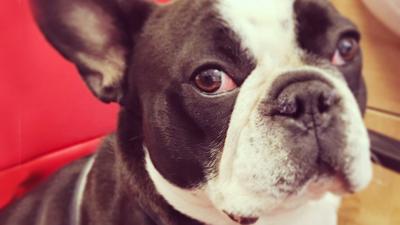 The Pets Factor - Napoleon the French bulldog's nose operation