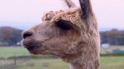 The Pets Factor - Time for an Alpaca pedicure!