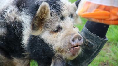 The Pets Factor - Pets Fact-or-Not: Pigs