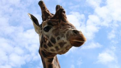 The Pets Factor - Pets Fact-or-Not: Giraffe