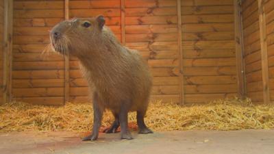 The Pets Factor - Pets Fact-or-Not: Capybara