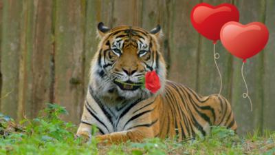 The Zoo - Happy Valentine's Day