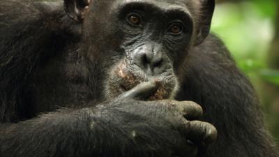 Andy's Global Adventures - Chimpanzee quiz