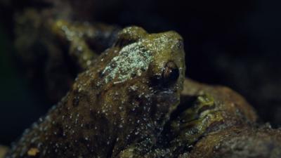 Andy's Global Adventures - Tree hole frog quiz