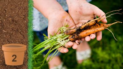 A childs hands holding some carrots covered in earth