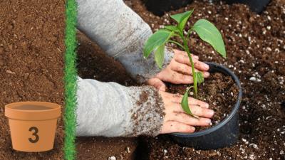 A childs hands patting down the soil in a plant pot