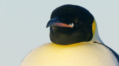 Andy's Global Adventures - Emperor Penguin Quiz
