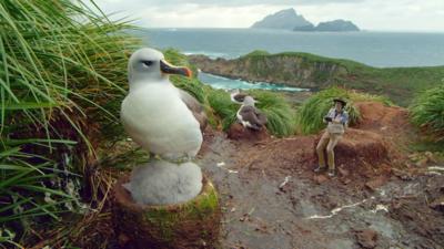Andy's Global Adventures - Grey headed albatross quiz