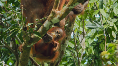 Andy's Global Adventures - How much do you know about orangutans?
