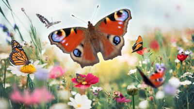 Minibeast Adventure with Jess - Do you know these butterfly names? 