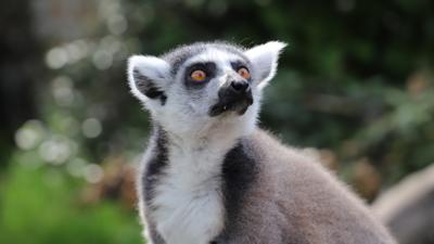 Steve and Aneeshwar Go Wild - Fact File: Ring-tailed lemur 