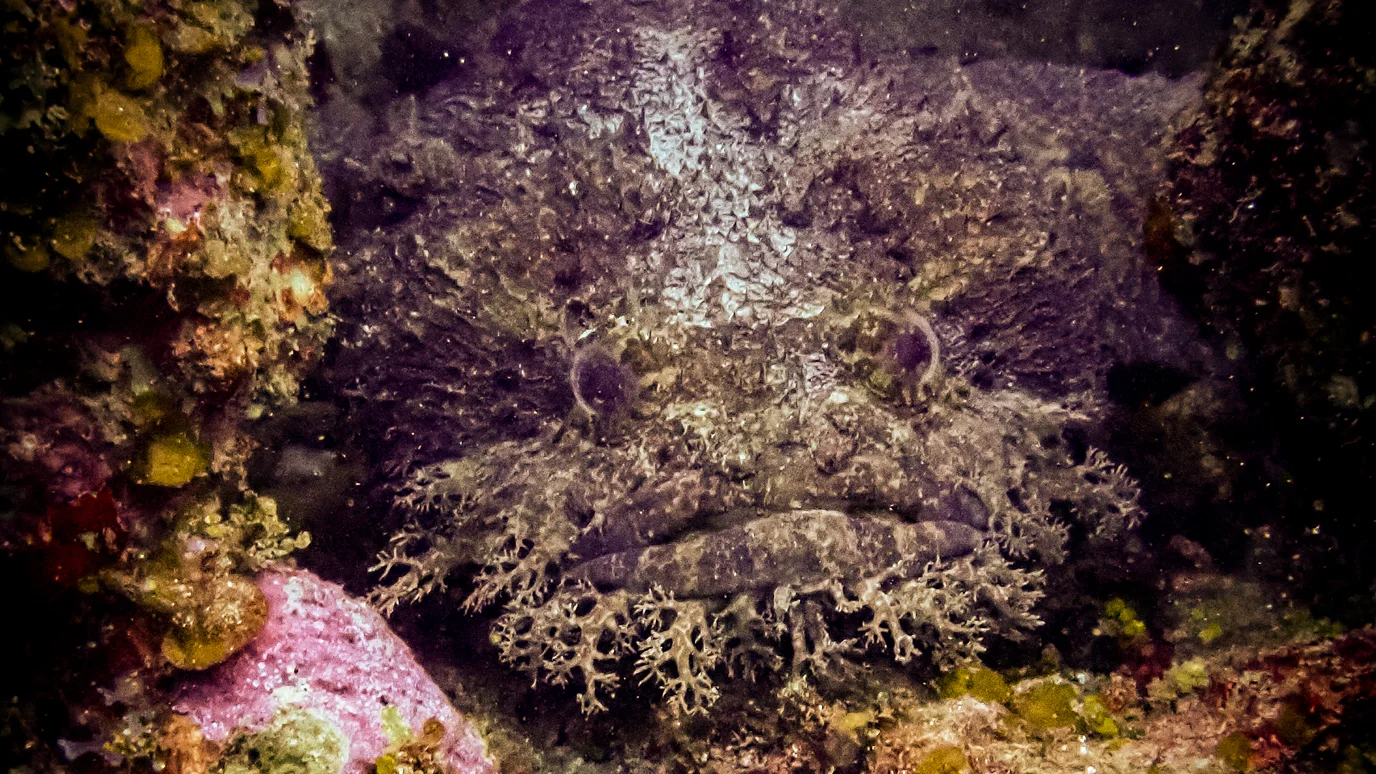 Male bearded toadfish might not look pretty but they use a booming honk to attract females to their den (Credit: Getty Images)