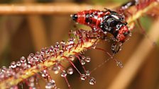 Drosera aurantiaca