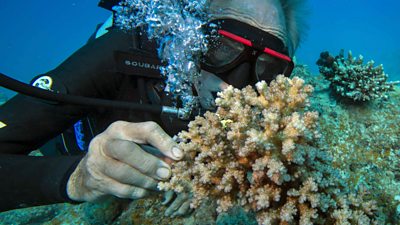 Charlie Veron underwater looking at a coral
