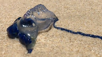 A marine stinger, also known as a bluebottle, washed up on a beach on the Gold Coast in Queensland.