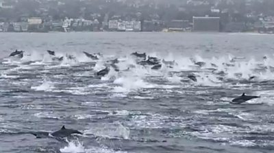 Dolphins stampede off California coast