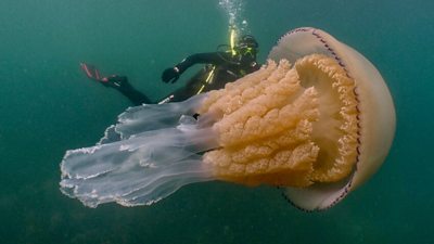 Diver Dan Abbott with barrel jellyfish