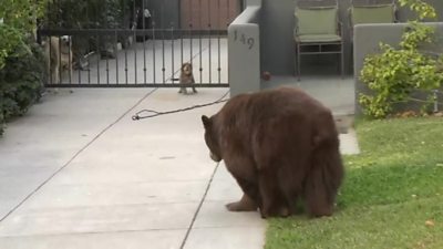 Bear and dogs