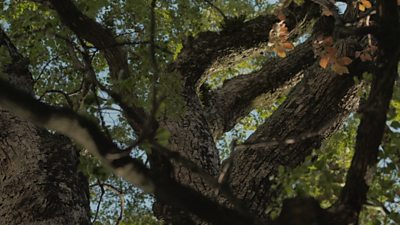 The bombing of Hiroshima in 1945 destroyed the city, but 170 trees survived. Green Legacy Hiroshima sends seedlings from those trees around the world, spreading a message of hope.