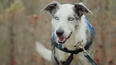 Dog standing in bushland