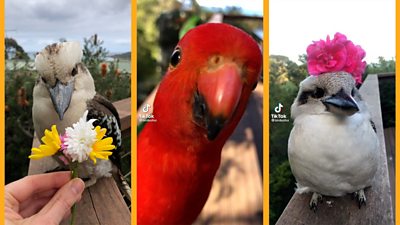 Three close ups of australian birds
