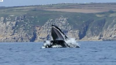 Whale breaching