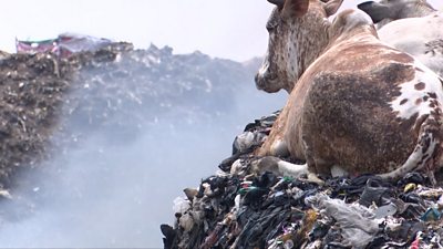 Cow sitting on a landfill mountain