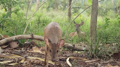 Deer walking in the forest