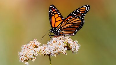 A Monarch Butterfly on milkweed
