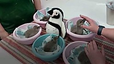 London Zoo penguin chicks named for Platinum Jubilee