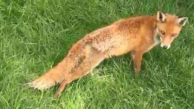Fox on grass