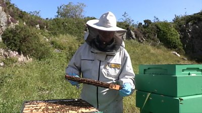Beekeeper inspecting a beehive full of bees