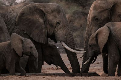 Elephants in Kenya