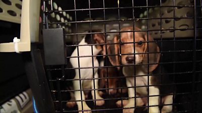 Beagle puppies in a cage